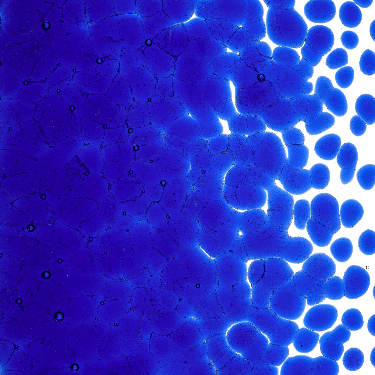 Deep Royal Blue Transparent, Coarse, 1 lb. - Image 2