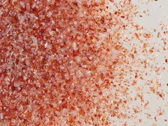DualTone Grenadine Red Transparent & White Medium Glass Frit, 8.5 oz