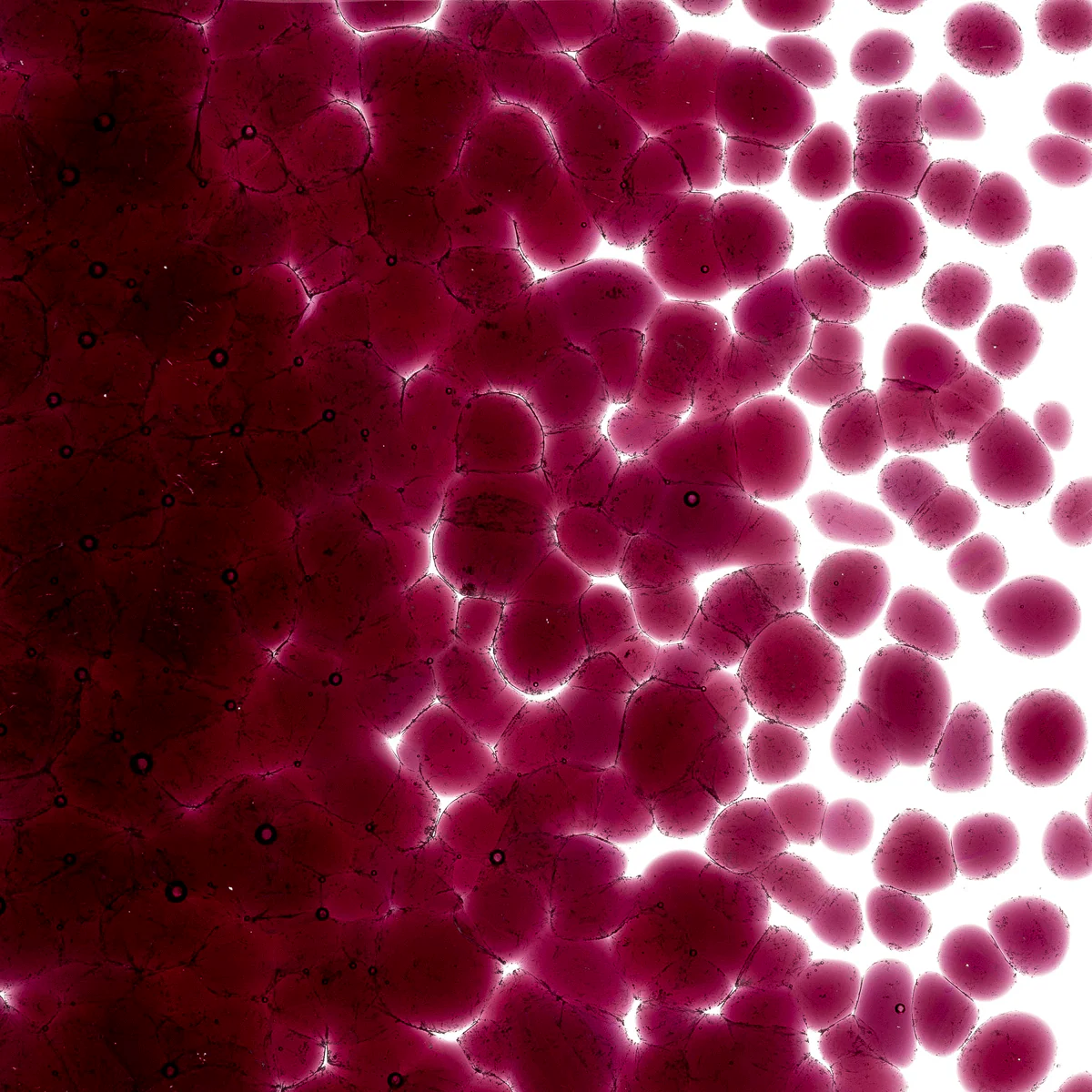 Fuchsia Transparent, Coarse 1 lb. - Image 2