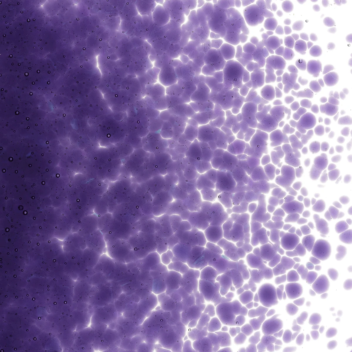 Gold Purple Transparent, Medium 5 lbs. - Image 2