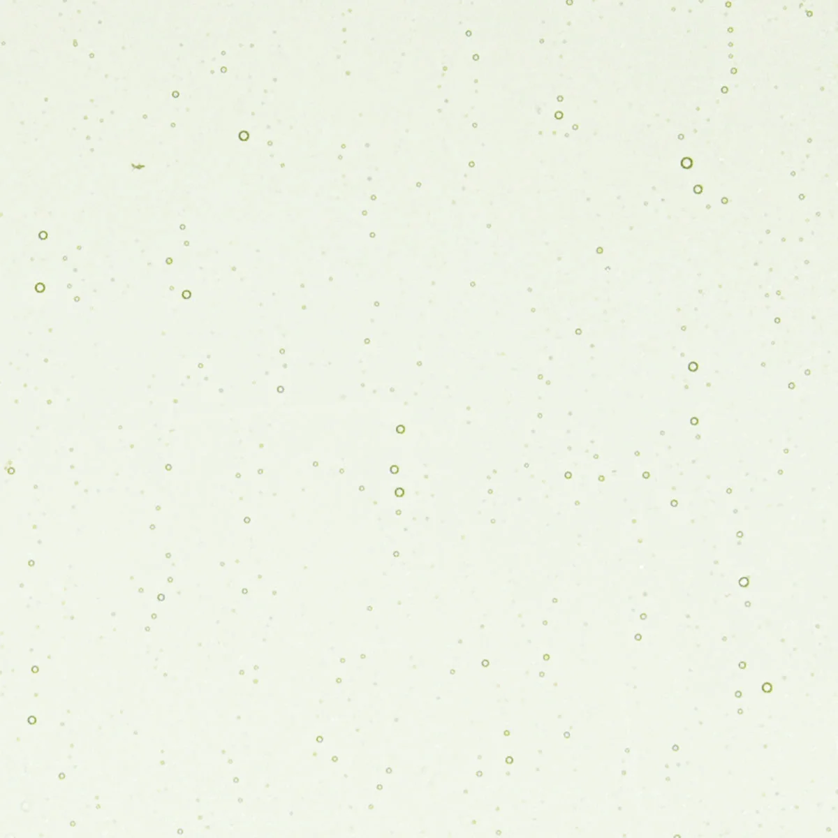 Grass Green Tint, 3 mm - Image 2