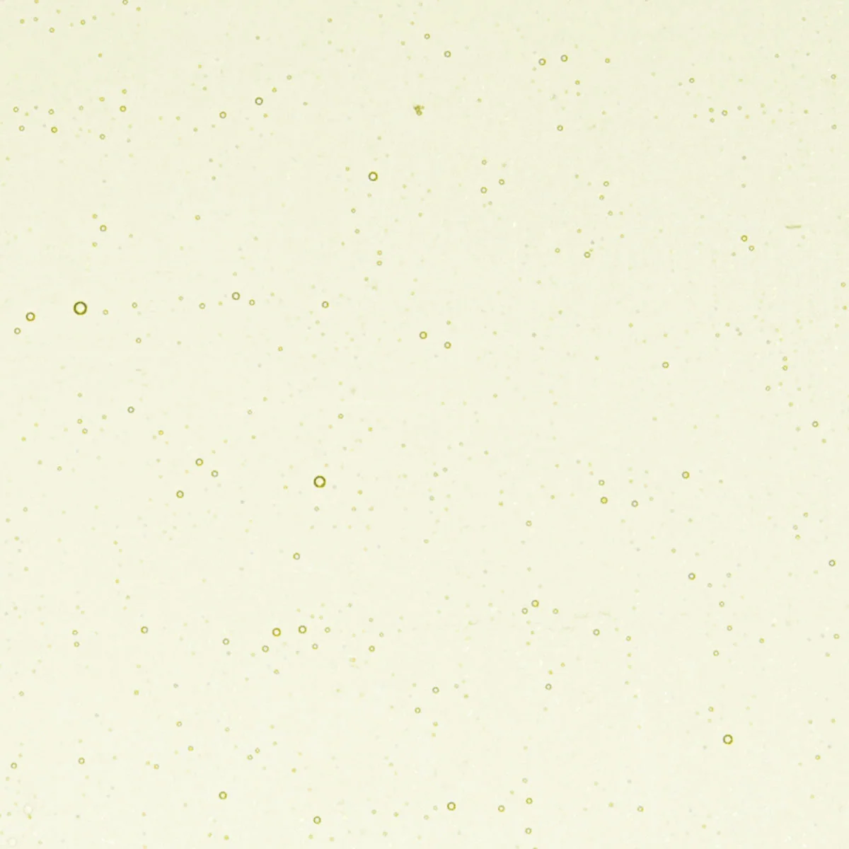 Green Tea Tint, 3 mm - 10" square - Image 2