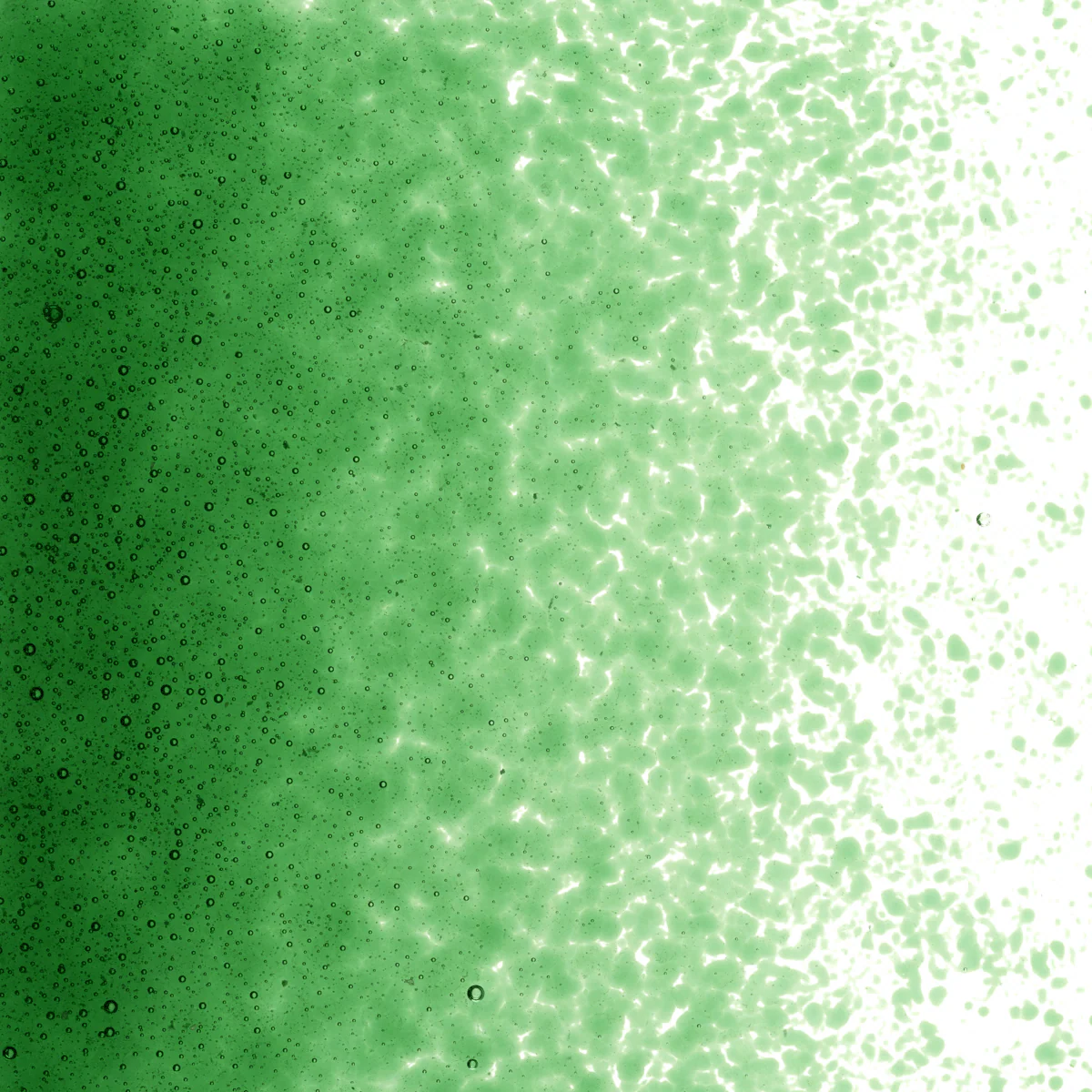 Kelly Green Transparent, Fine, 1 lb. - Image 2