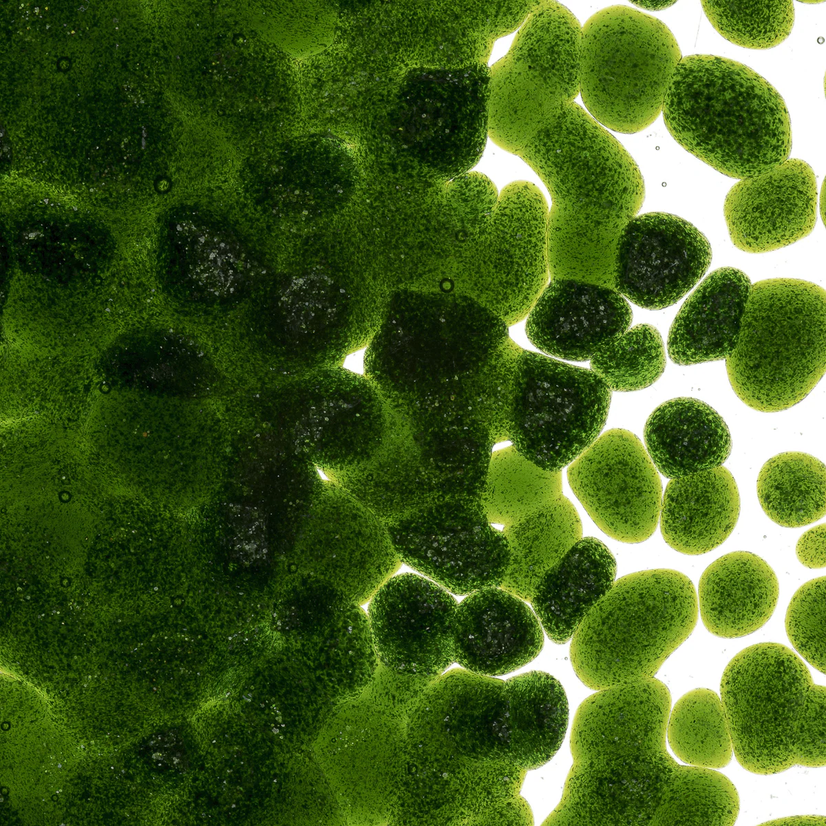 Light Aventurine Green Transparent, Coarse 1 lb. - Image 2