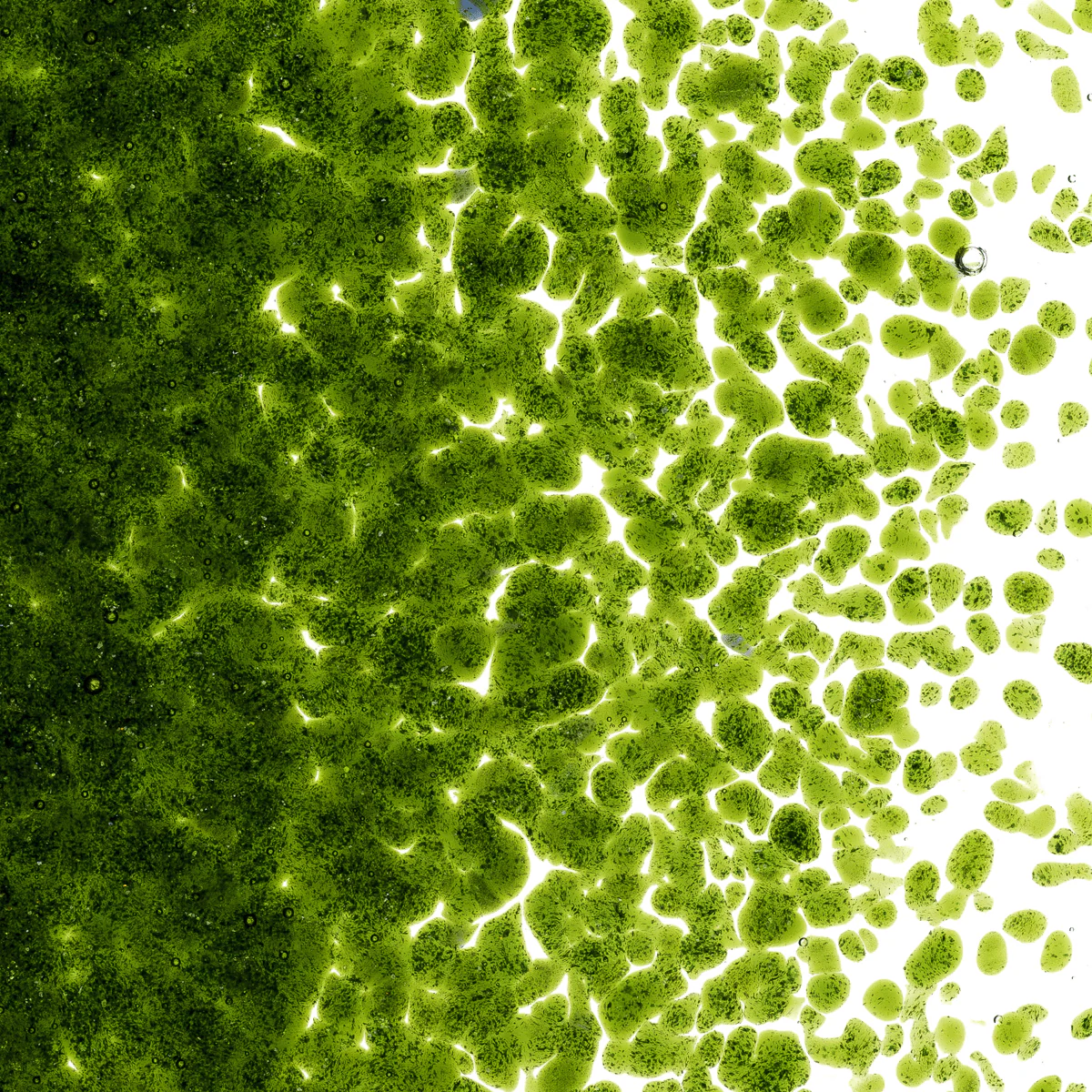 Light Aventurine Green Transparent, Medium 1 lb. - Image 2