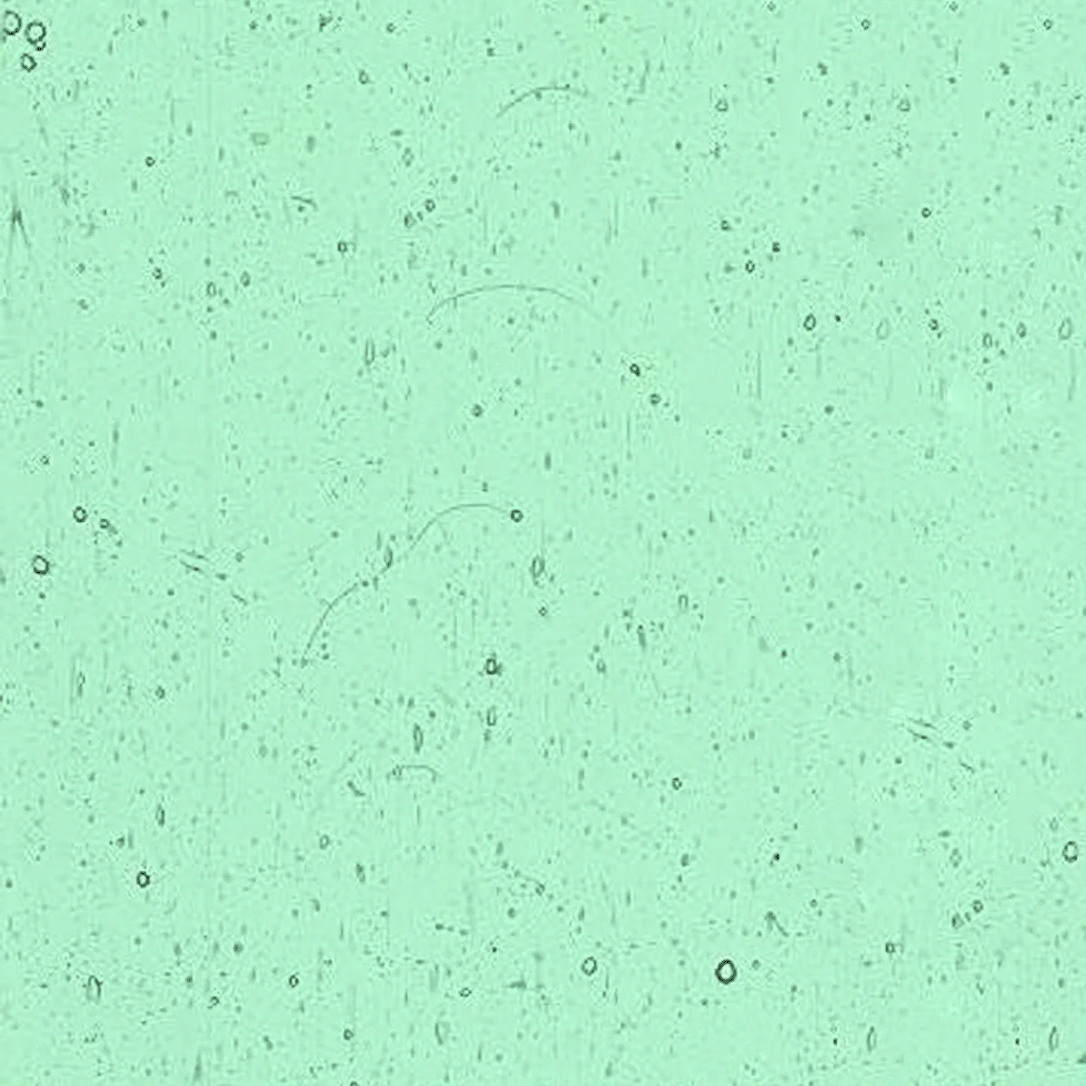 Light Blue Greens