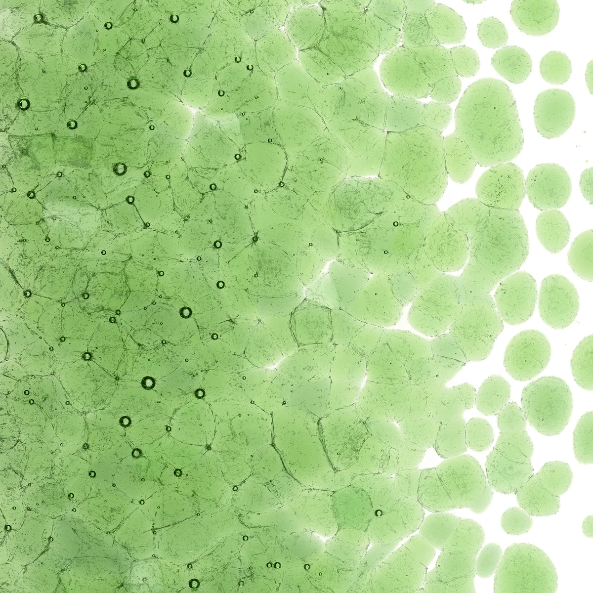 Light Green Transparent, Coarse, 1 lb. - Image 2
