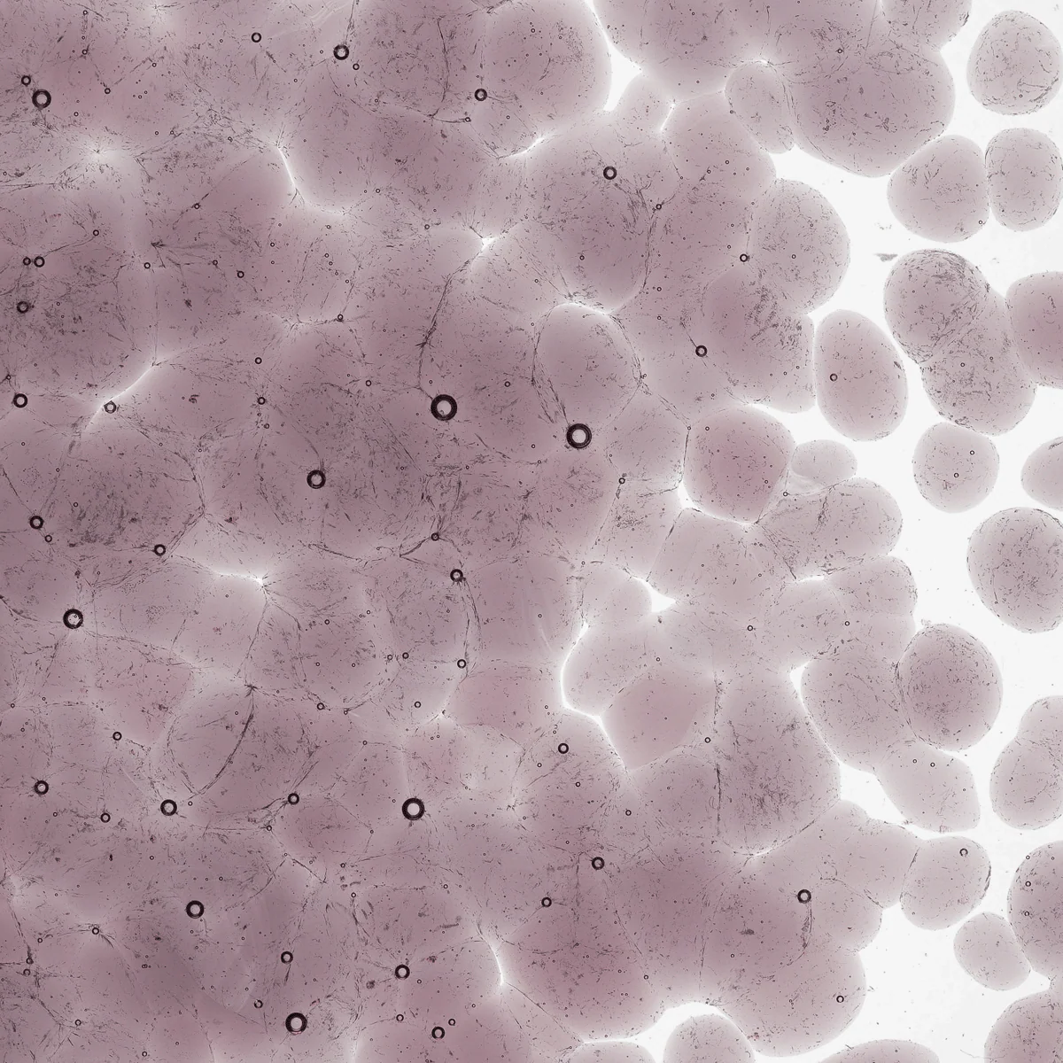 Light Violet Transparent, Coarse, 1 lb. - Image 2