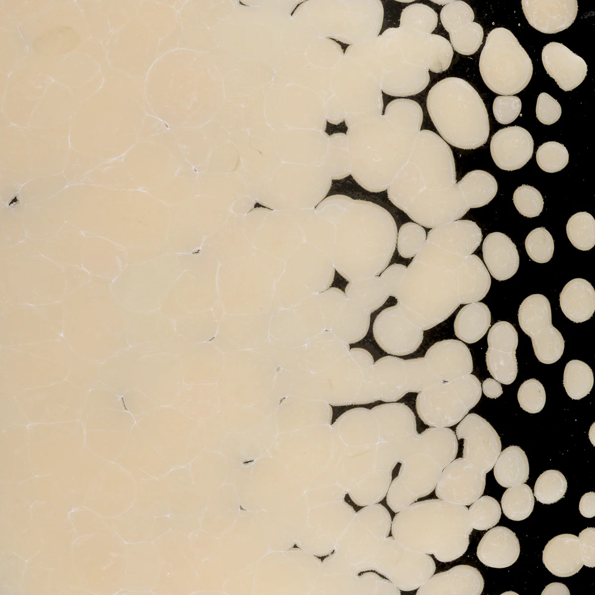 Marzipan Opalescent, Coarse, 1 lb. - Image 2