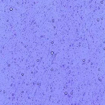 Medium Light True Blue