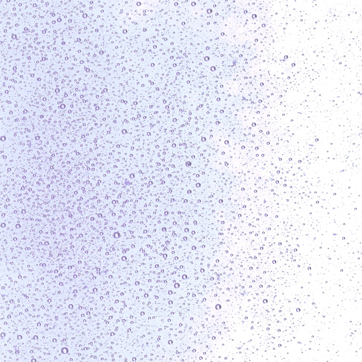 Neo-Lavender Shift Transparent, Fine, 5 lb. - Image 2
