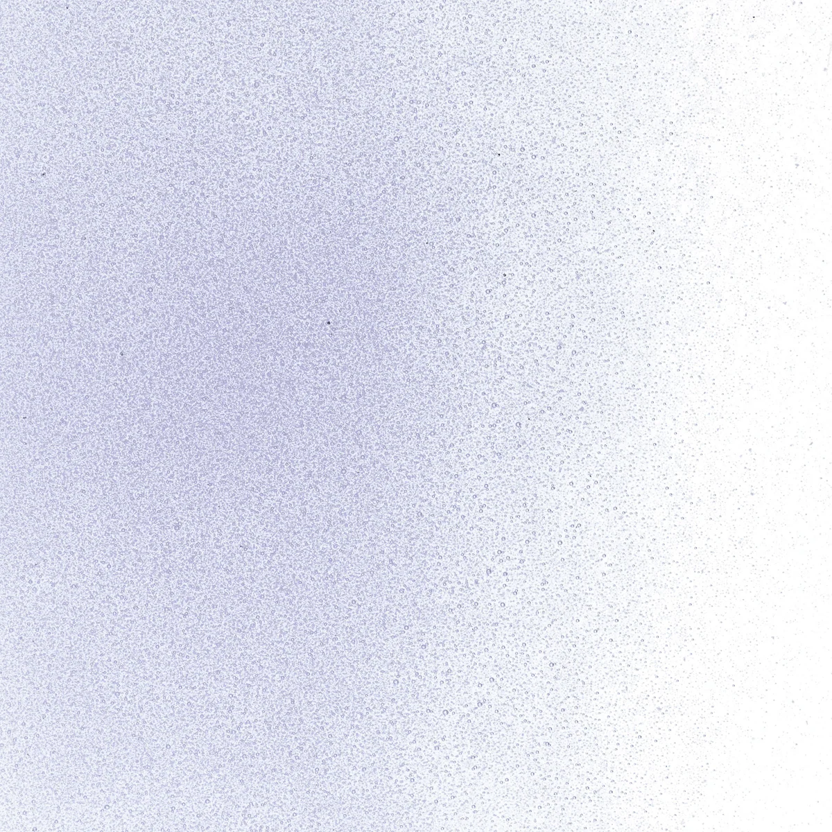 Neo-Lavender Shift Transparent, Powder, 1 lb. - Image 2