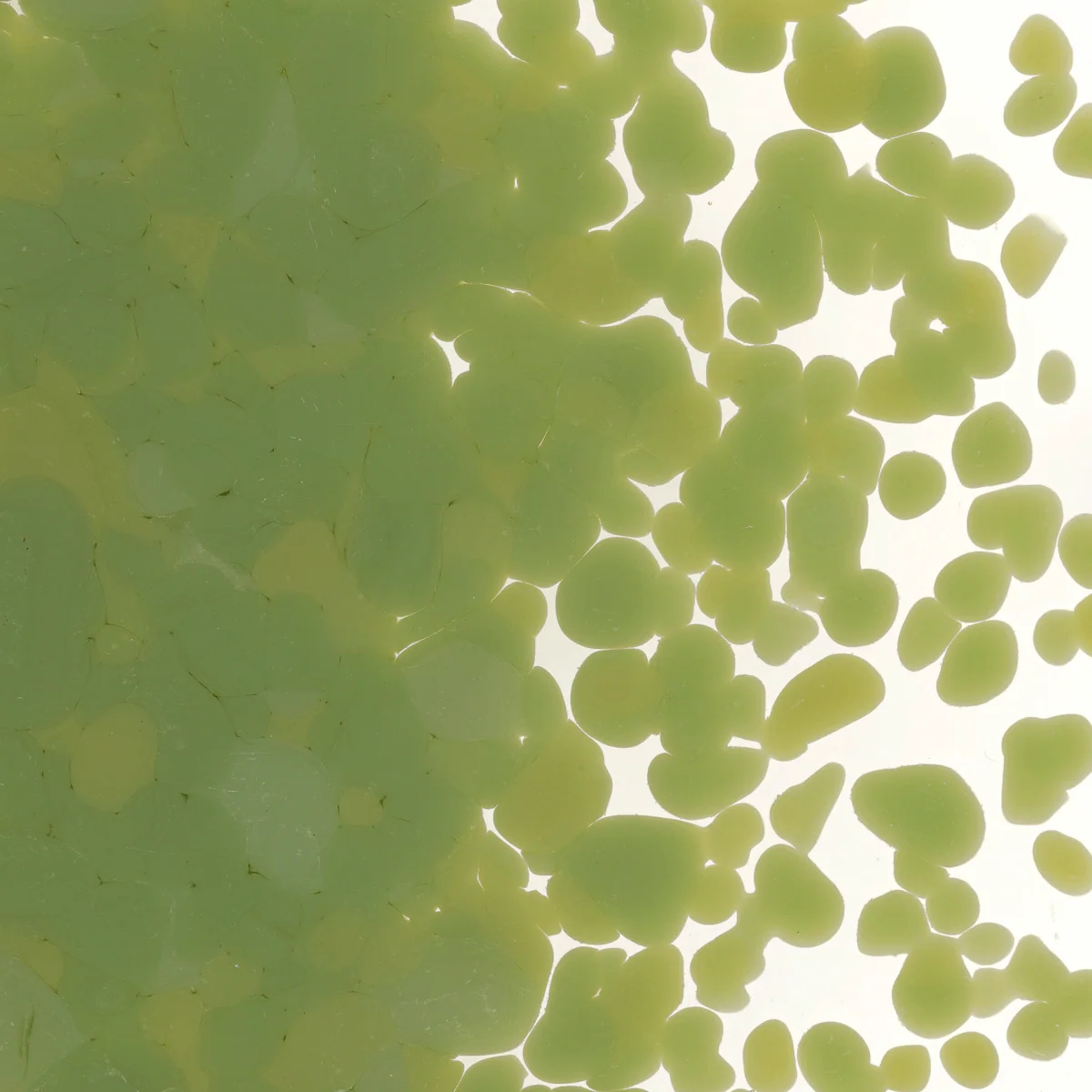 Olive Green Opalescent, Medium, 1 lb. - Image 2