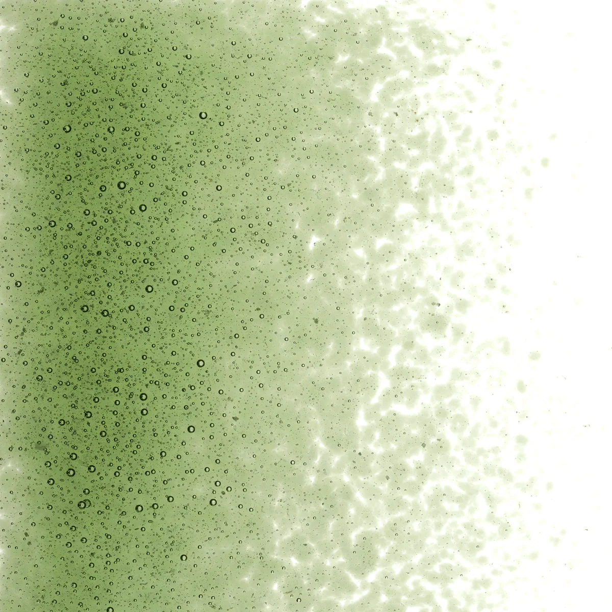 Olive Green Transparent, Fine, 1 lb. - Image 2