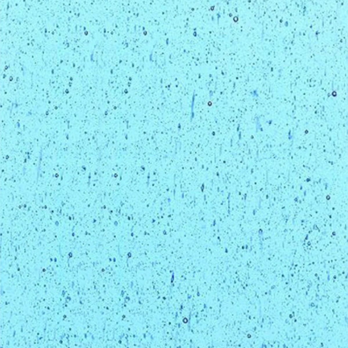 Pale Blue (Leans Turquoise)