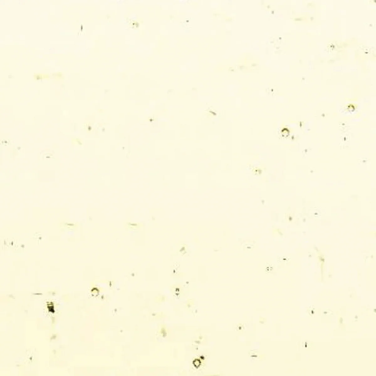 Palest Amber