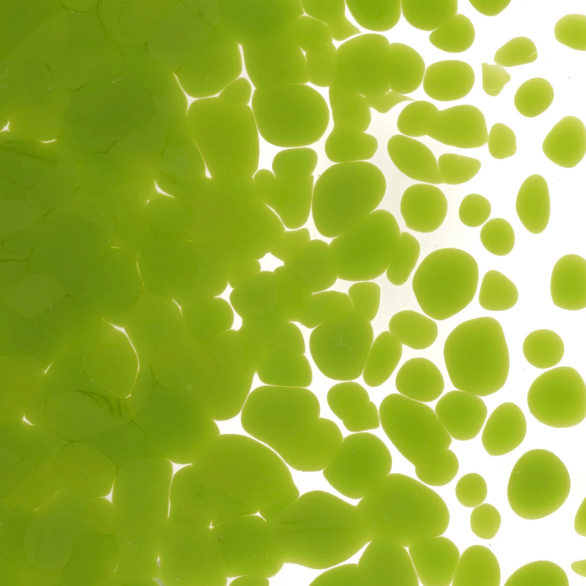 Pea Pod Opalescent, Coarse, 1 lb. - Image 2
