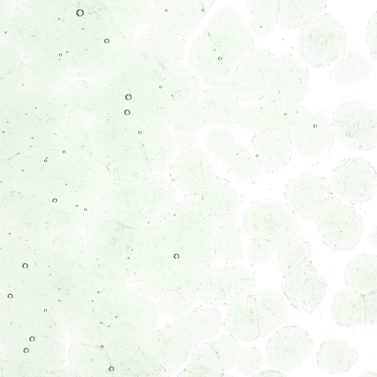 Spruce Green Tint, Coarse, 1 lb. - Image 2